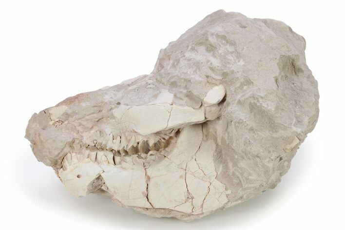 Bargain, Fossil Oreodont (Leptauchenia) Skull - South Dakota #249280